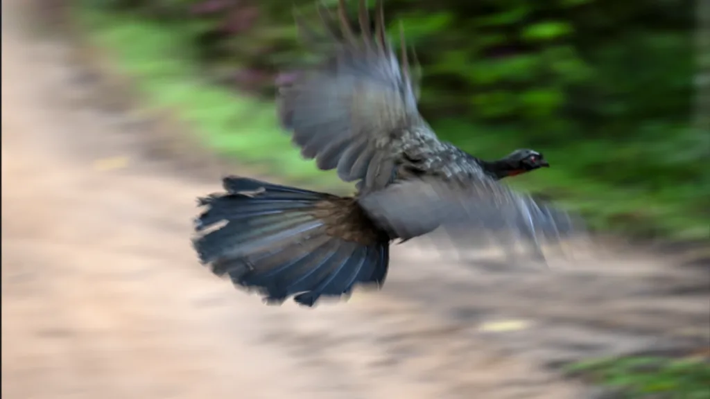 ¿Café obtenido de los excrementos de un pájaro? Conoce esta curiosa historia en Brasil