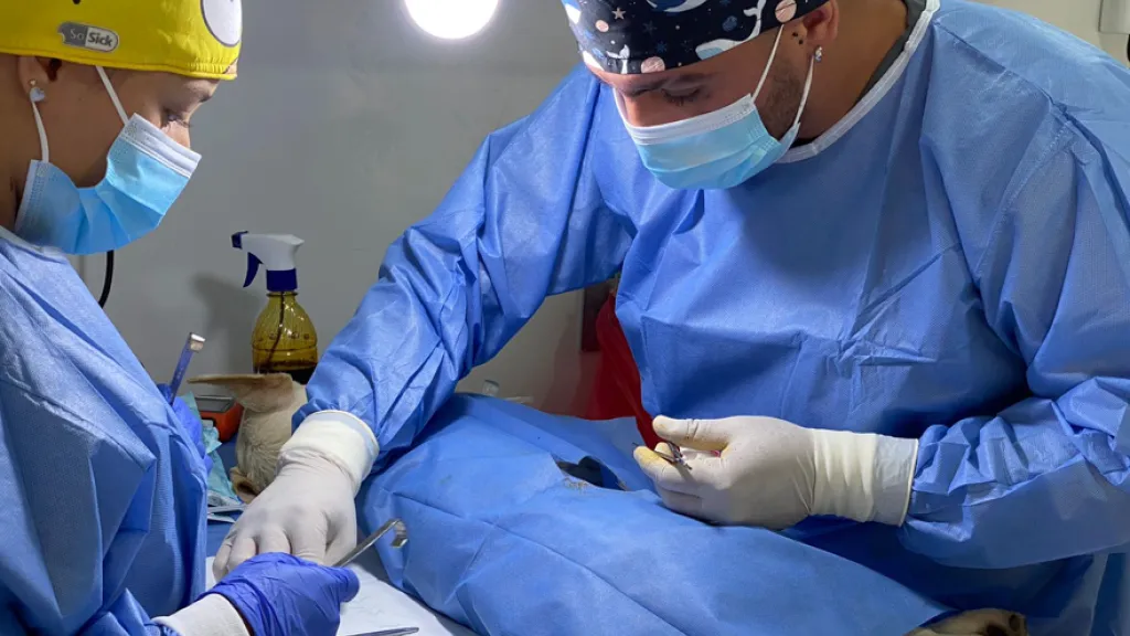 'Pelulandia', el Hospital Público Veterinario de Pereira