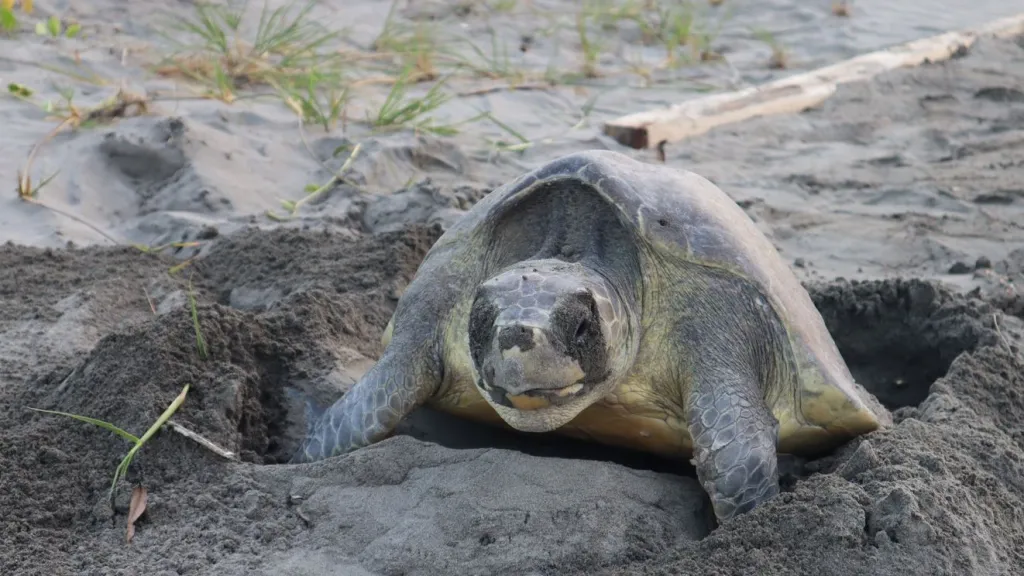 Tumaco, Nariño: nacimiento de tortugas