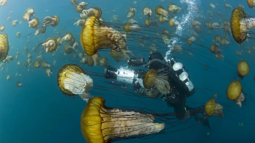 Vida submarina