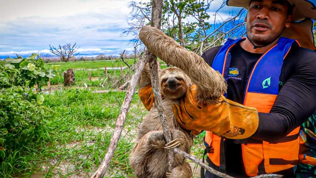 La Mojana: fauna silvestre lucha contra las inundaciones