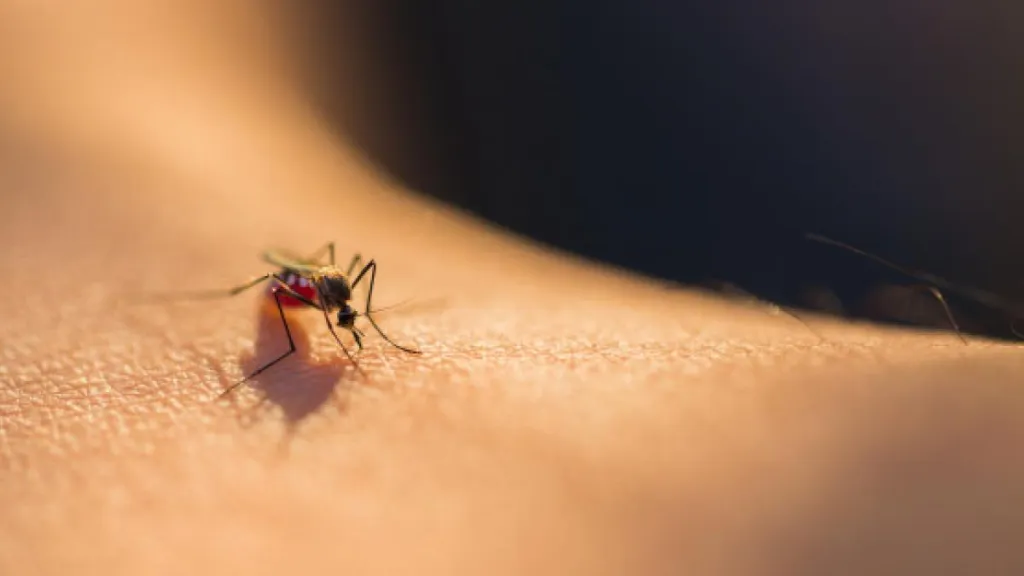 Dengue en La Guajira: alerta por aumento de casos 