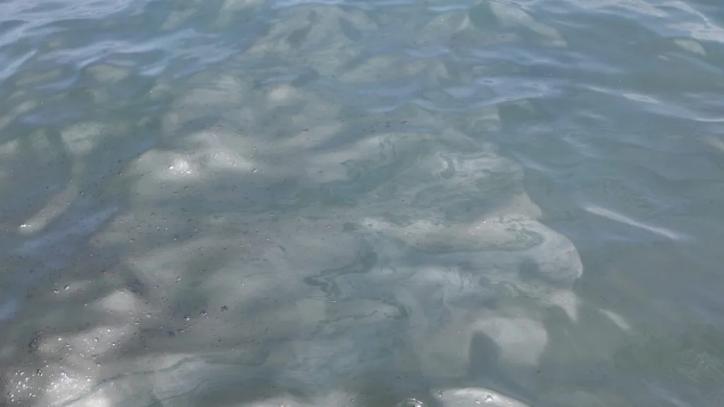 Derrame de aceite en el mar en la playa de Los Cocos |Santa Marta 