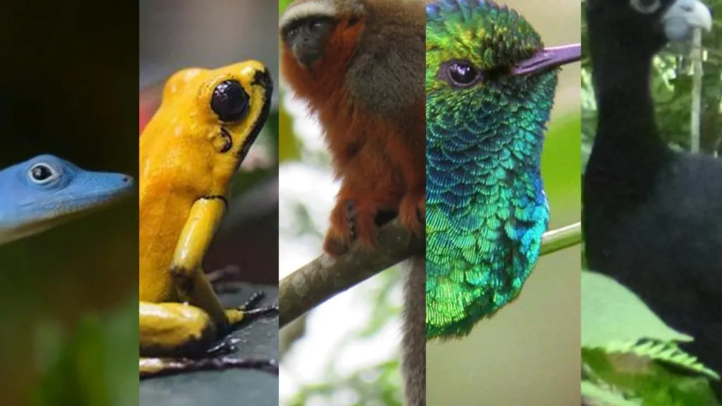 Cinco animales que solo viven en Colombia
