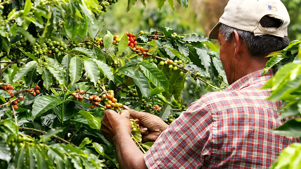 El Gobierno anuncia prórroga del contrato para administrar el Fondo Nacional del Café