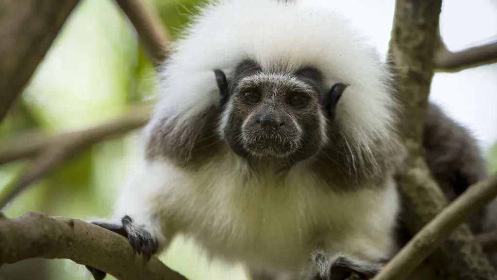 Salvando primates: estreno en Colombia 2023 | Cine 