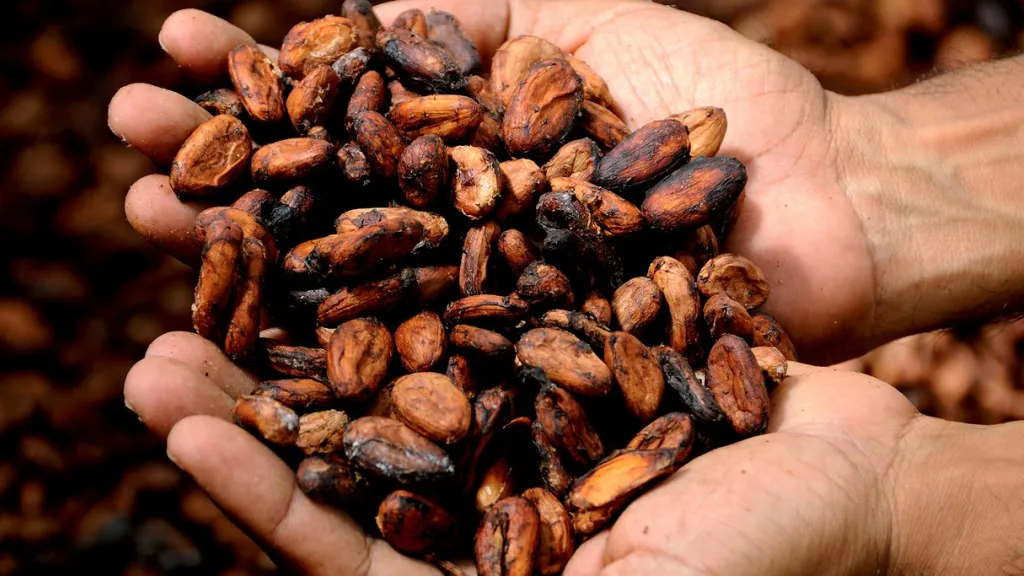 Exportaciones de cacao aumentaron 103,7%