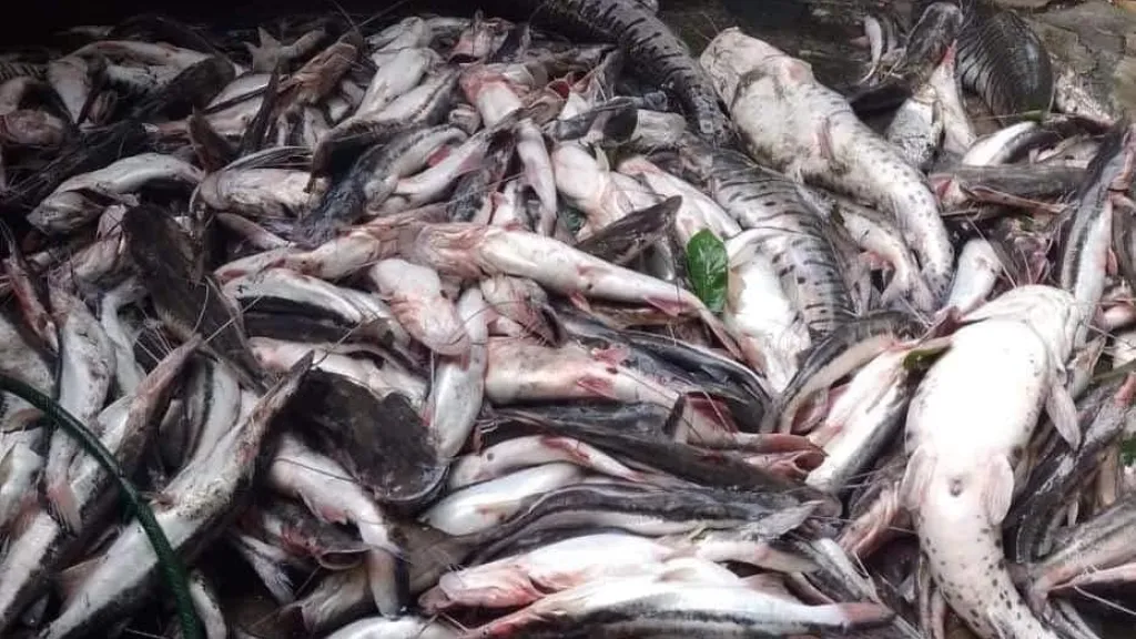 Santander: Pescadores reportan mortandad de peces en el río Carare