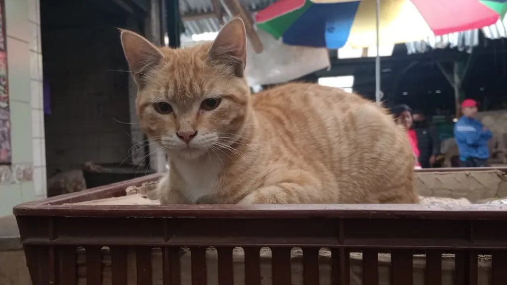Gatos y sus sorprendentes beneficios emocionales en las familias de Tumaco 