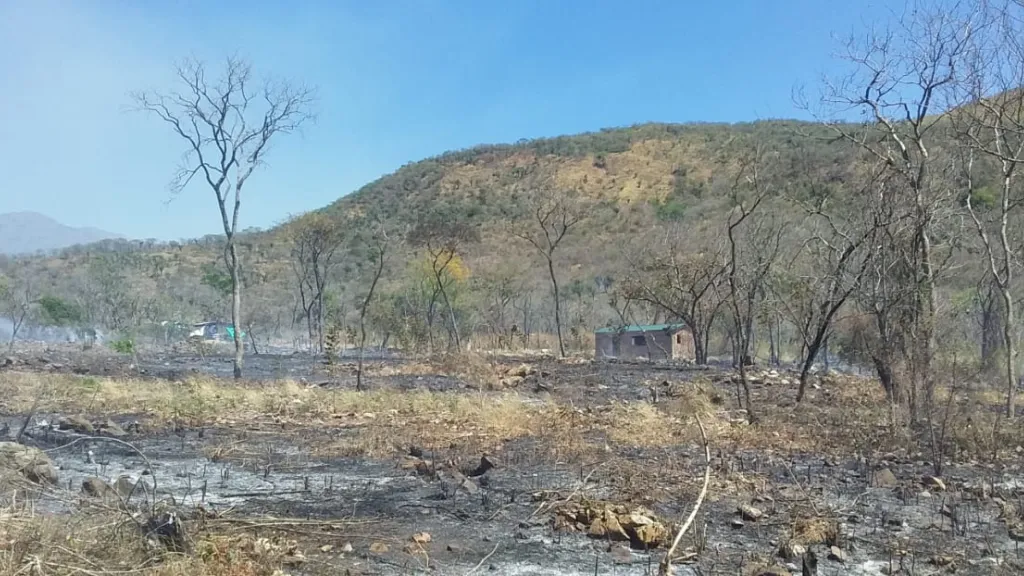 Incendio forestal en Sabana Crespo