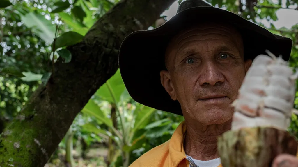 Cacao colombiano: Un referente en el mundo