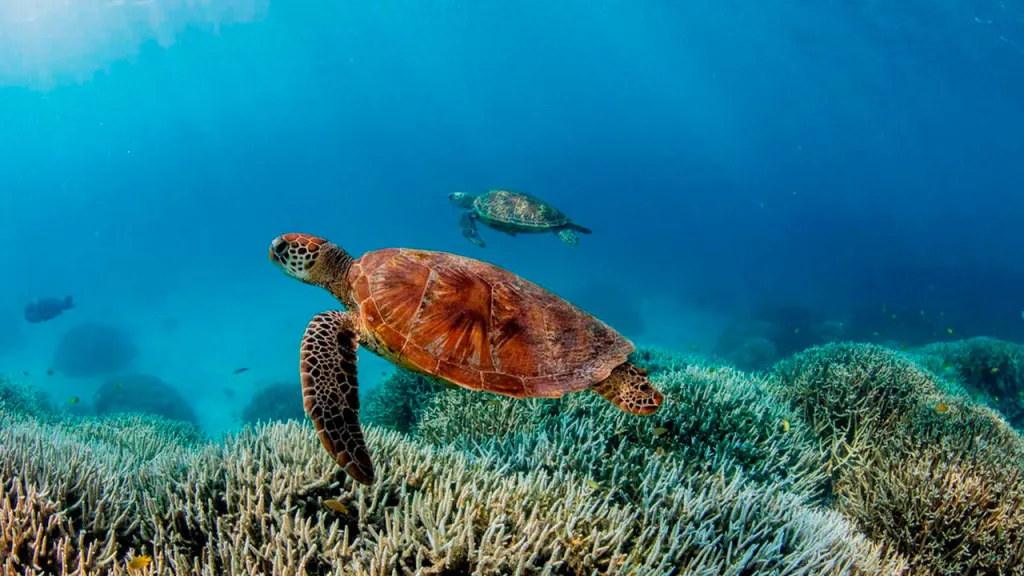 Fauna silvestre en América Latina registra una caída del 95 %, según el Informe Planeta Vivo 2026 de WWF