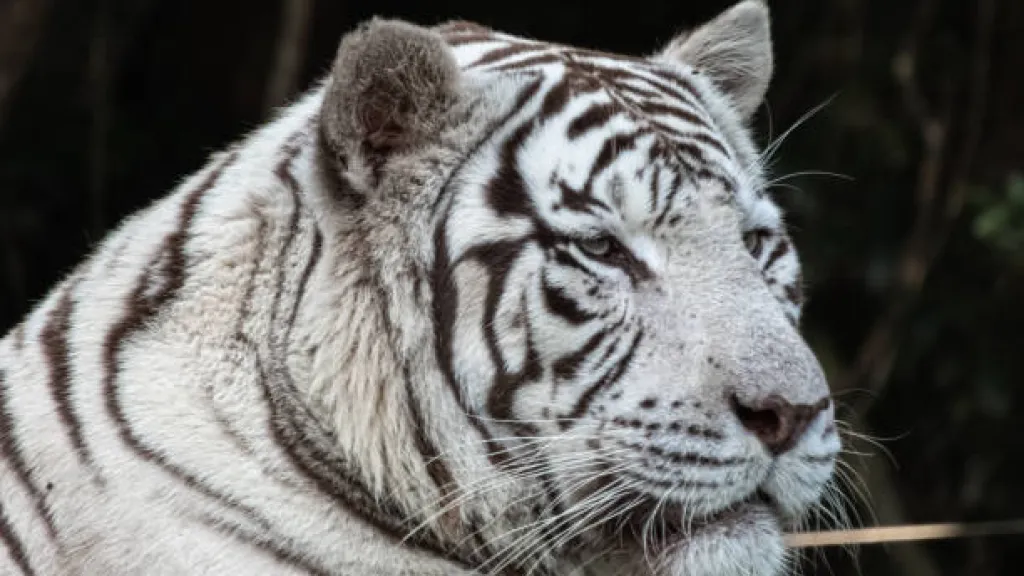 11 felinos fueron rescatados en México