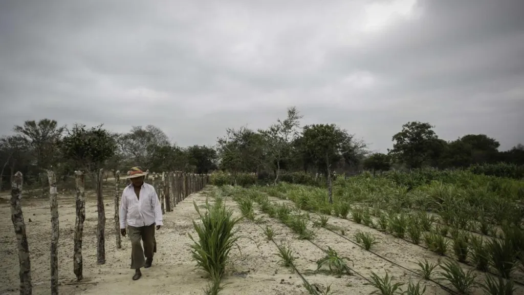 Alerta por llegada del fenómeno de El Niño