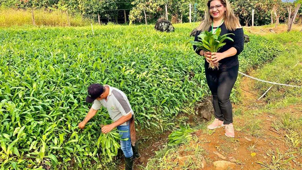 Alimentos del campo colombiano 