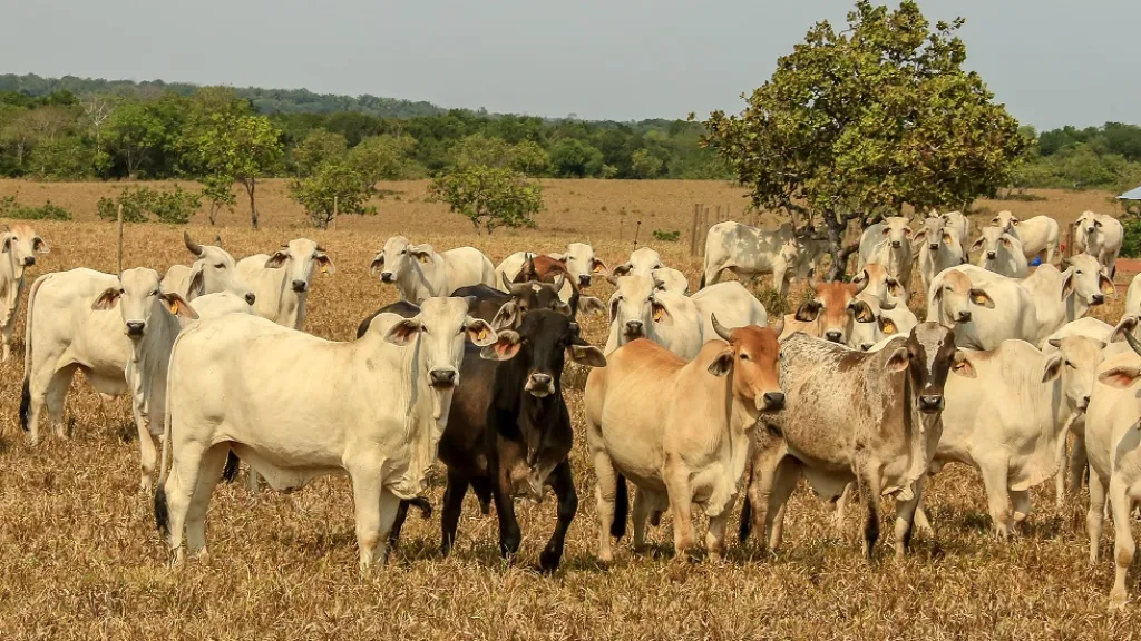 Llega la primera edición de Expo Llanos Casanare 2023