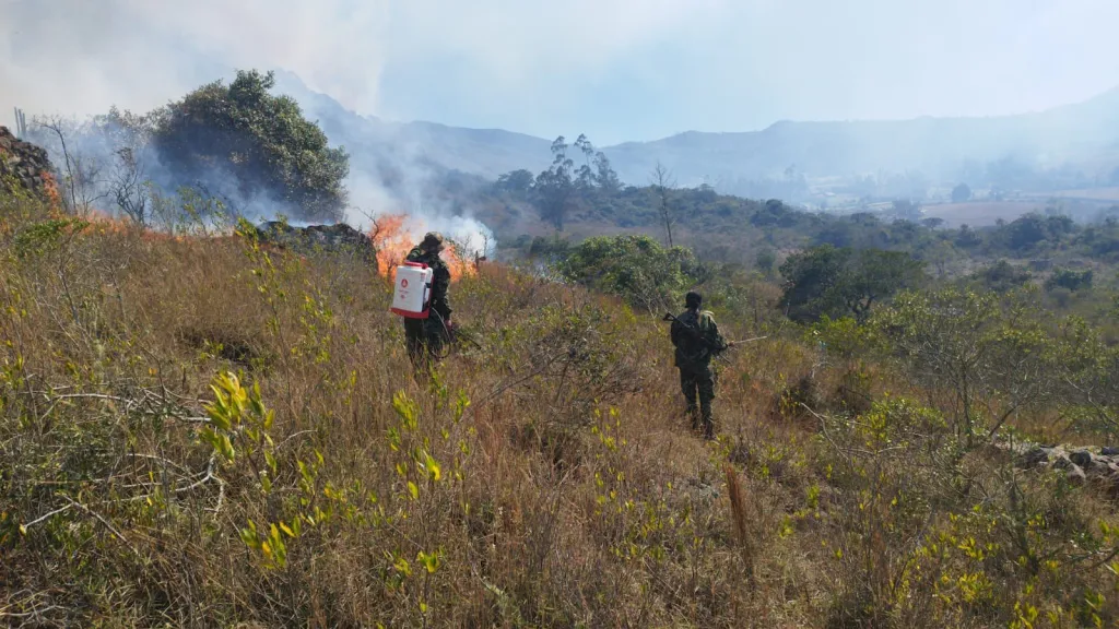 Incendios forestales: cómo evitarlos y qué hacer ante ellos