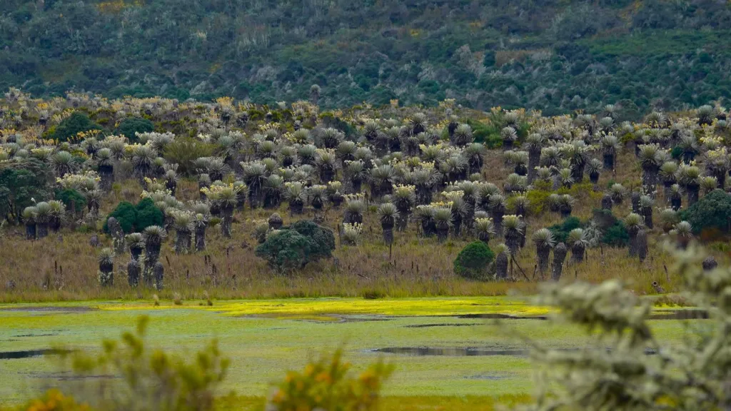 Gobierno del presidente Gustavo Petro protege 314 mil hectáreas del páramo Cruz Verde-Sumapaz