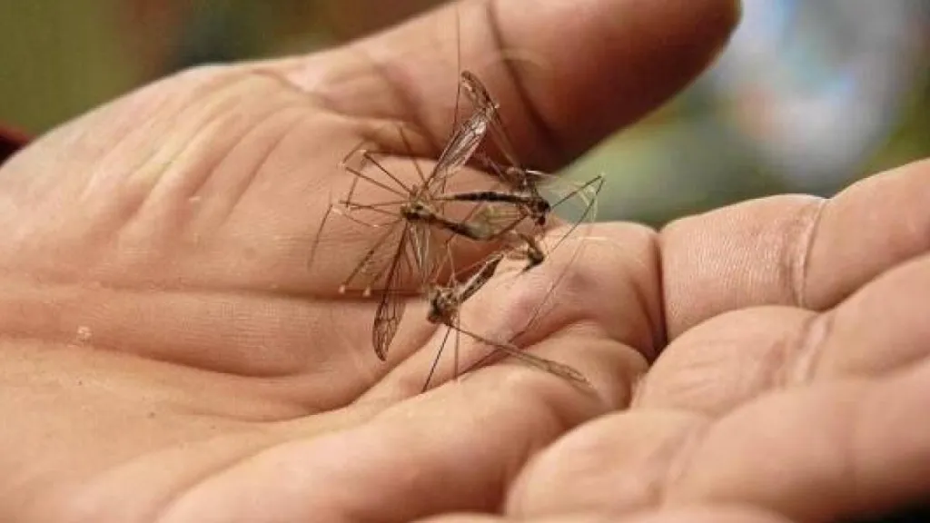 Dengue