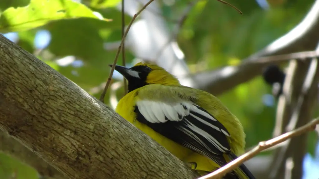 Avistamiento de aves 