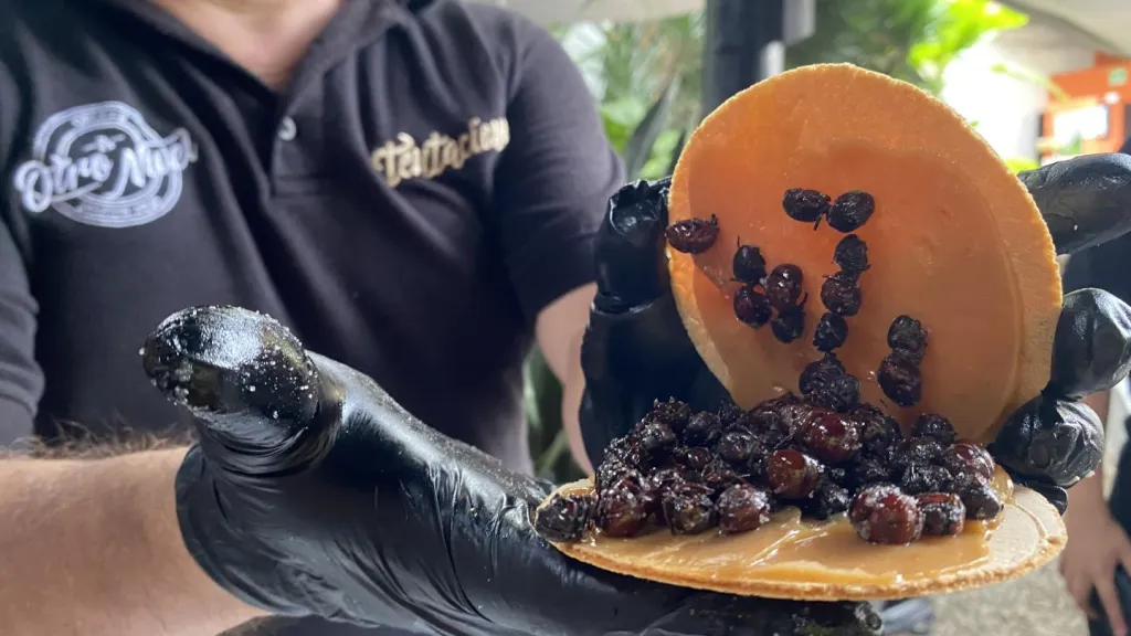 Hormigas culonas, comida típica de Santander