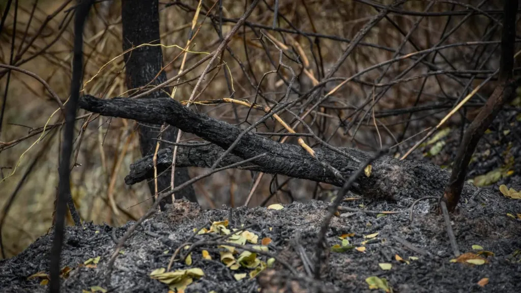 Incendios forestales en Colombia: recomendaciones para prevenir emergencias