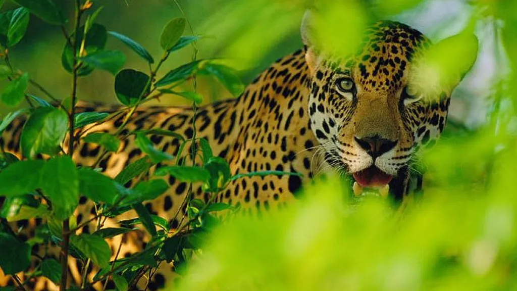 Algunos motivos que ponen en riesgo a los Jaguares de la Amazonía