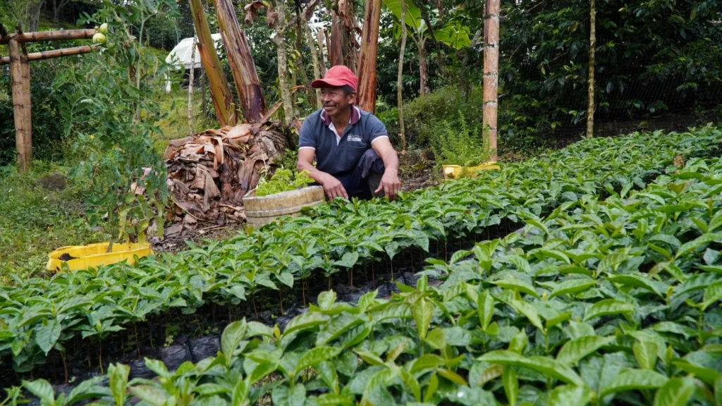 El café que crece en los campos libres de minas de Inzá, Cauca