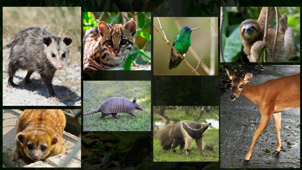 Los animales silvestres son víctimas silenciosas del fuego