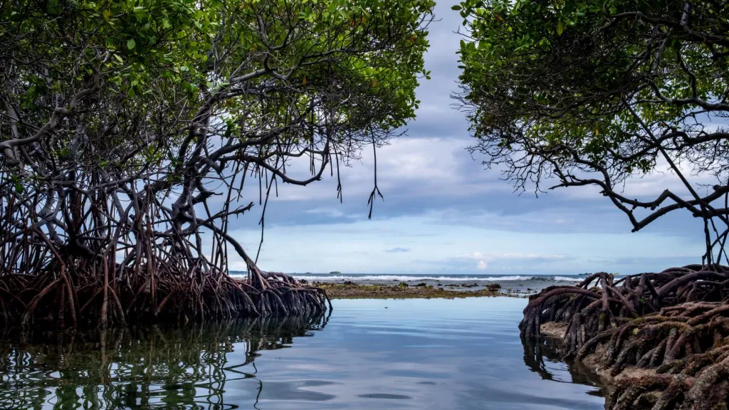 Los guardianes naturales que protegen el agua y la vida