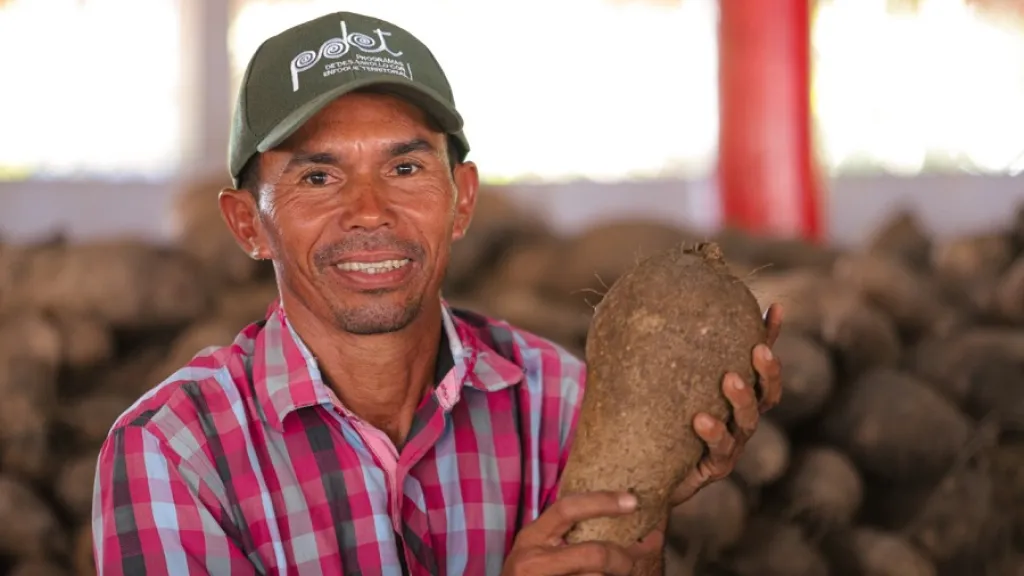Ñame en Colombia | Una producción de esperanza en Macayepo, Bolívar