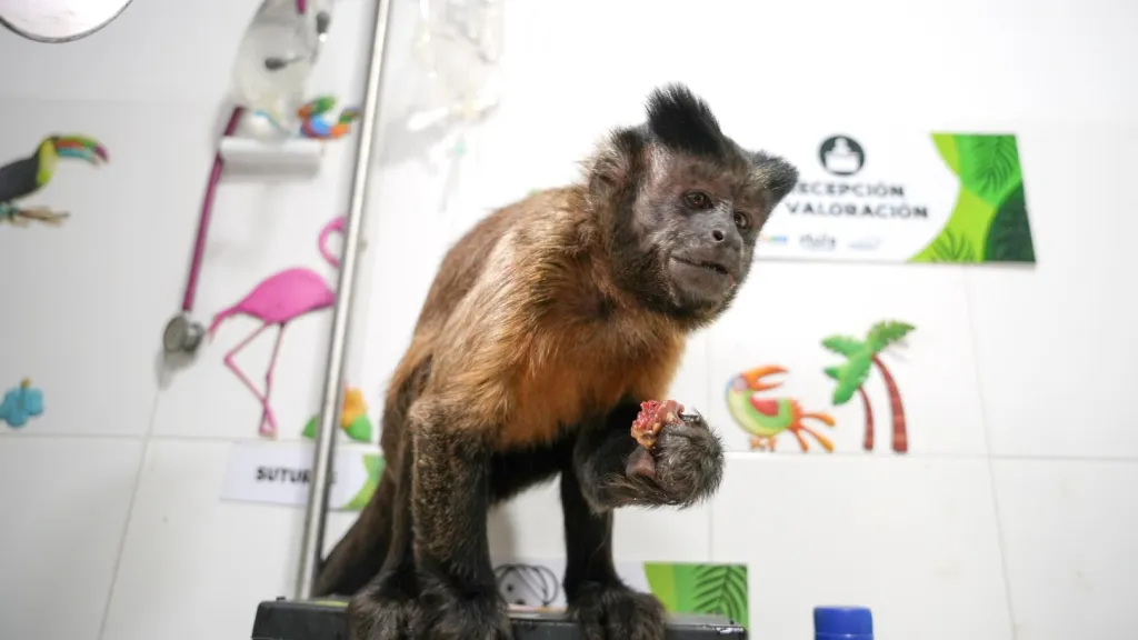 Dos monos fueron rescatados en Algeciras y Gigante, en el Huila