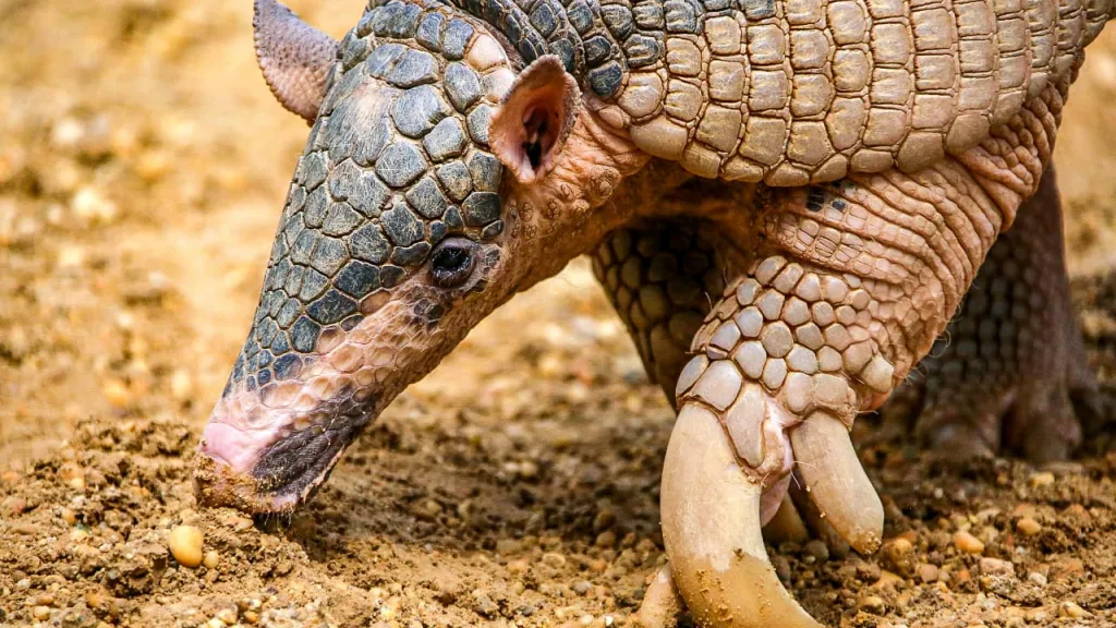 Avistamiento del armadillo gigante en La Macarena, Meta