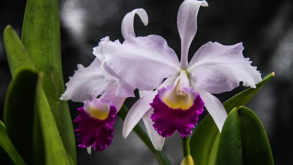 Orquídeas, riesgo de extinción | Flor nacional de Colombia  