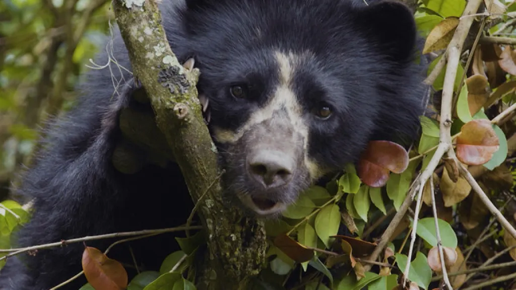 ¿Por qué la protección de especies como el oso de anteojos debería ser una prioridad?