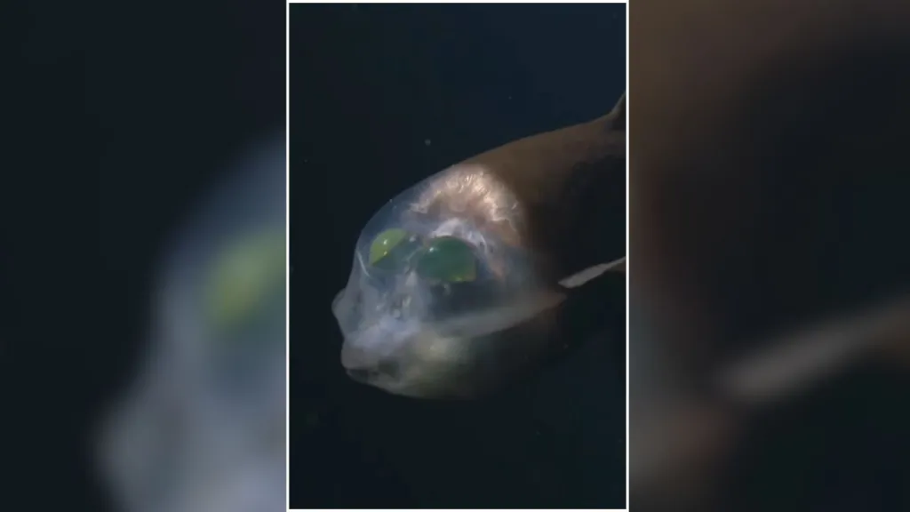 Un pez de cabeza transparente fue grabado en 4K a 600 metros de profundidad frente a California. El registro ayudará a estudiar su visión.