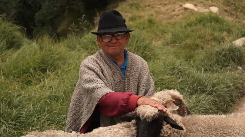 Los esquiladores de ovejas de Sutatausa, Cundinamarca