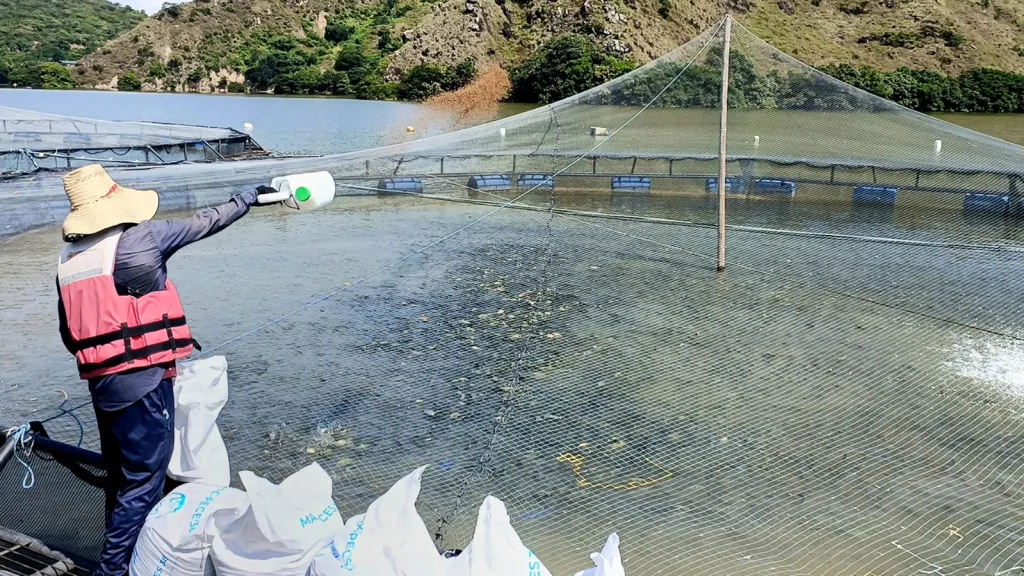Gastronomía en Semana Santa: Tilapia de exportación en Huila 