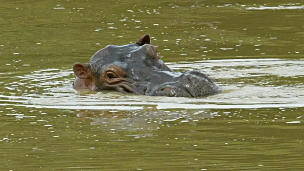 MinAmbiente avanza en gestiones técnicas y diplomáticas para reducir esta especie invasora, mientras espera respuesta sobre condiciones sanitarias por parte del gobierno indio.