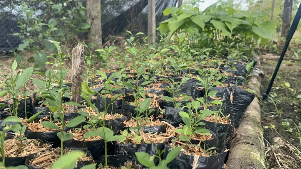 Protección de más de 2.300 hectáreas de bosque en Caquetá