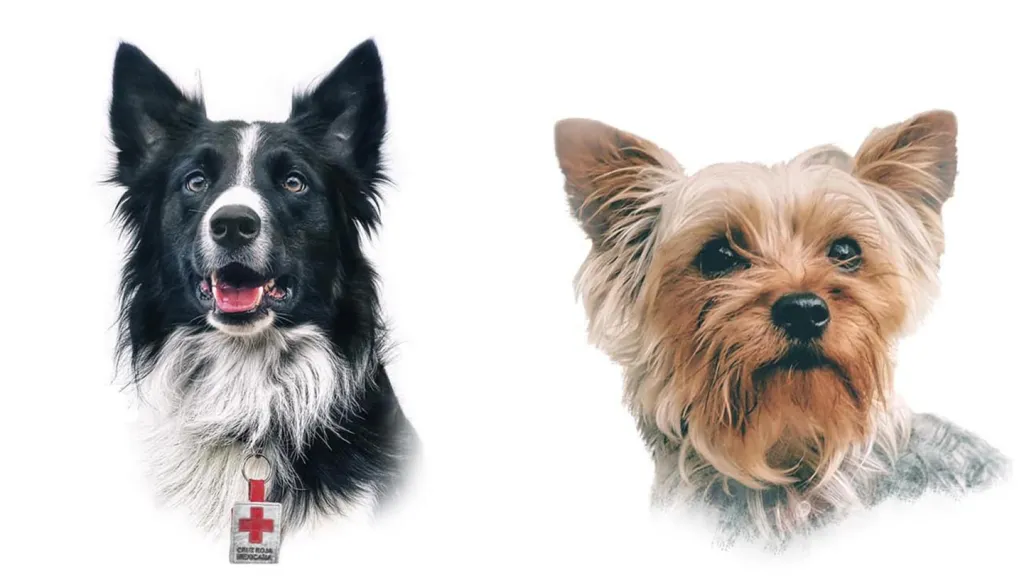 Athos y Tango: condenan a un hombre por envenenar dos perros en México