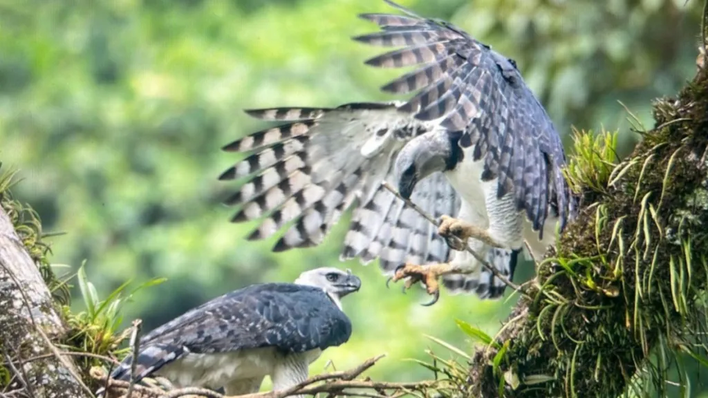 Reservas ecológicas en el Meta 