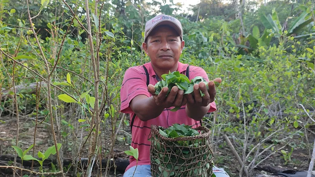 Hoja de coca y el mambe: tradiciones de pueblos indígenas en Amazonas
