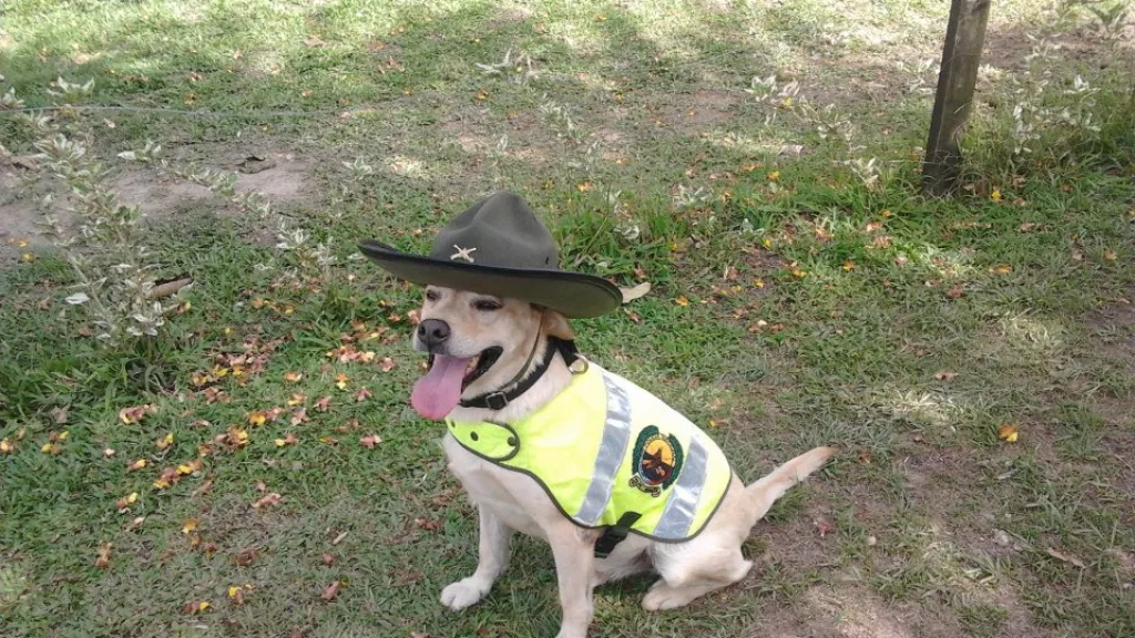 Spay: el perro antiexplosivos que se extravió en la selva de Caquetá