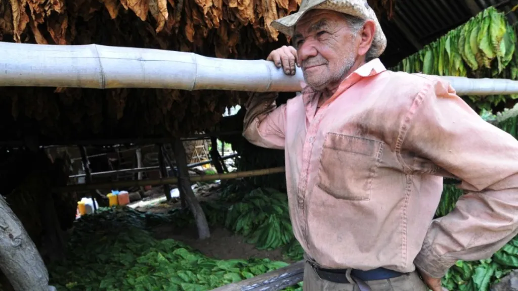 Panorama cultivo de tabaco en Colombia 2023: Santander y Huila