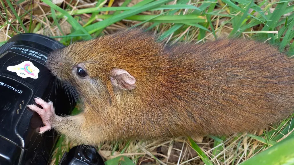 Toro Bambú colombiano: hallan un animal en vía de extinción en Quindío