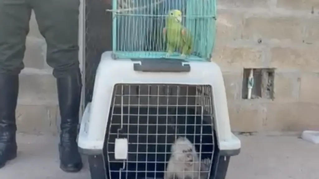 Tráfico de animales silvestres en el Cesar