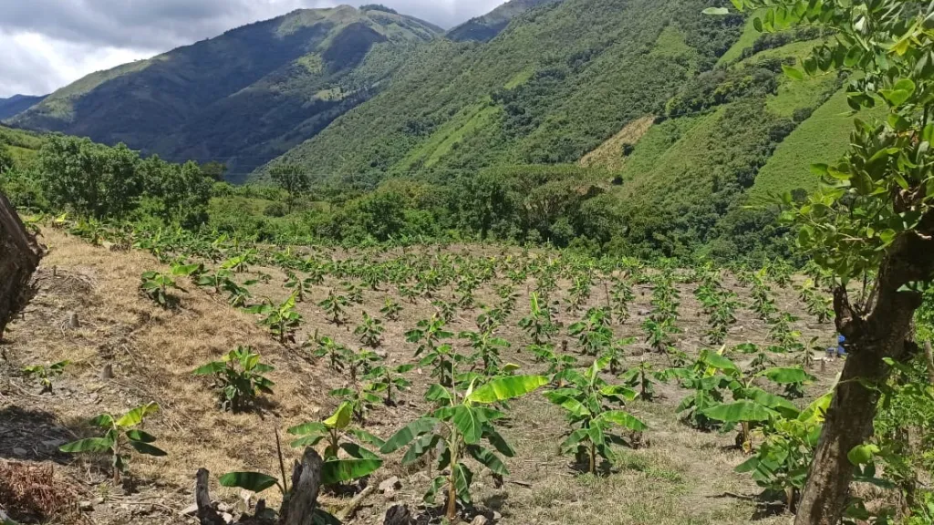 Cultivos de plátano de excombatientes en Ituango, Antioquia