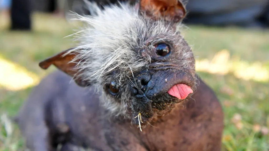La tierna historia de 'Mr. Happy Face', el perro más feo del mundo
