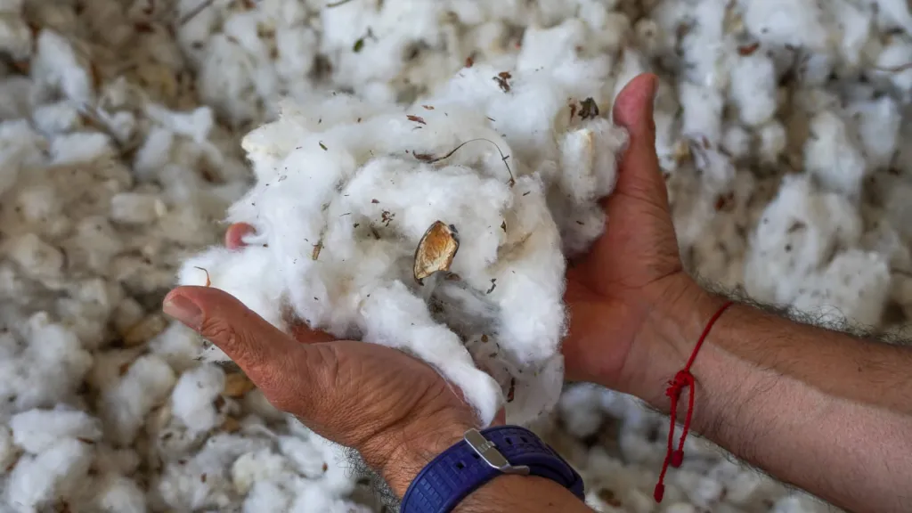 Resurge el cultivo de algodón en Meta | Campo colombiano